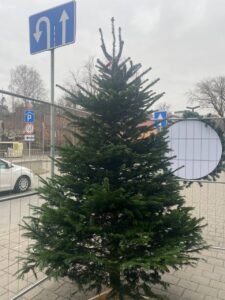 Жива ялинка Нордмана 2,0-2,25 м