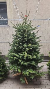 ялинка нордамана 175 см