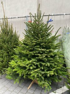 ялинка нордамана 175 см