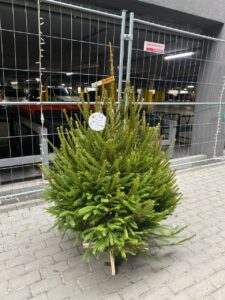 жива ялинка класична у Львові